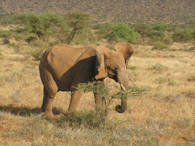 Vanuit een open vrachtwagen genomen tijdens een rit door Samburu park in Kenia