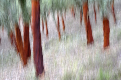 Na dagen van zon eindelijk weer eens een bewolkte dag en dus erop uit om kurkeiken te fotograferen. In dit vers geschilde bos (zomer 2011) ben ik bezig geweest om met camerabeweging landschappen van het bos te maken. (zie verder www.extremadura-spain.com)