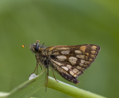 gelukkig komt deze mooie vlindersoort nog op een paar plekken voor bij ons in twente, als de zon schijnt is dit een razendsnel vlindertje dus heb ik een dag afgewacht met bewolking en zon om te proberen deze vlinder te fotograferen.