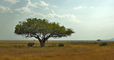 Serengeti is het Swahili voor 'eindeloze vlakte....en eindeloos is ze ...met hier en daar een flessenboom, Acacia of een 'kopje'