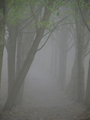 Mistige dag in het Kuinderbos, lekker frisse wandeling samen met de kids. De schuine boom maakt het laantje een beetje mysterieus