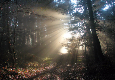 Wandelend in het Leuvenumsebos werd ik verrast door dit bijzondere effect.