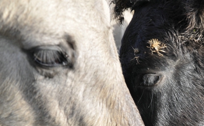 Dit is een gedeelte uit een grotere foto. Deze uitsnede sprak me aan omdat je hier slechts een deel van de paarden ziet, de lange haren op de ogen opvallen en het een wit en een zwart paard is. Het was leuk geweest als het witte paard ook schep was geweest.