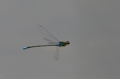 -"Op verzoek van Luc Hoogenstein". Na ongeveer 5 uur op een bruggetje te hebben gezeten, was dit het resultaat.
20D - 100-400mm- 1/2000 - f6.3 - ISO 400
gecropt en iets verscherpt, uit de hand.