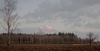 Een opname van berken die mooi afsteken tegen de donkere achtergrond en de mooie wolken als bonus