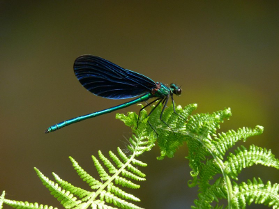 Mooie beek, mooi licht en dan onverwacht een bosbeekjuffer