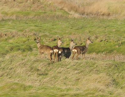 Vanmiddag foto gemaakt in Zeeland, waar ze van schrokken weet ik niet maar ze waren alle vier zeer alert!