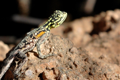 Ik zag de foto van Jaap Vink en dacht;  hé, dat beestje heb ik eerder gezien! 
We stonden 2 jaar terug in Namibië op een camping vlak bij een uit de vlakte opreizend stuk graniet dat wemelde van de hagedissen. Heb me een tijdje prima kunnen vermaken met deze snelle jongens.