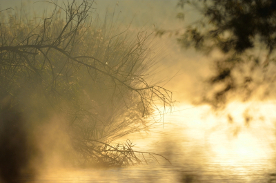 In de heel vroege ochtend dampt het water de brede sloten vol in de Oostvaardersplassen
