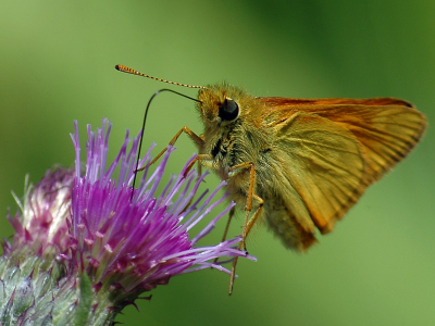 Nikon D70 - Sigma 70-300 (op 220mm macro) 1/160 sec F13 - Uit de hand gefotografeerd.