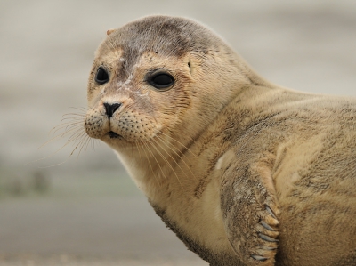 Drie zeehonden op de trailerhelling, ik mocht ze dit keer heel erg dicht naderen.