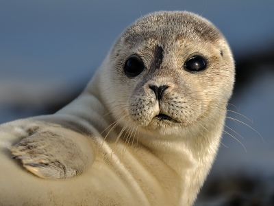 Familie zeehond was weer op de trailerhelling. kon ook dit keer weer lekker dichtbij komen. Zo af en toe was er een lekker zonnetje