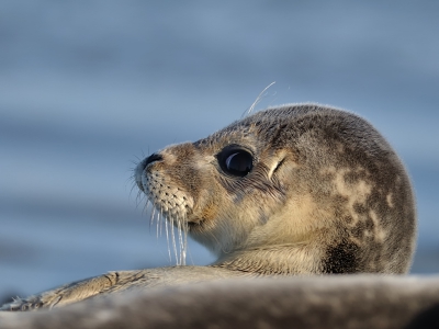 Nog een foto van de zeehonden op de trailerhelling. het jong lag lekker in het zonnetje achter paps of mams en keek af en toe heel ondeugend of dat mannetje met die camera er nog was.