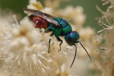 In de tuin zat deze goudwesp. Dit is de eerste keer dat ik deze soort heb gezien. Prachtig!