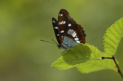 Hoewel de bovenkant van deze vlinder prachtig is, is ook de onderkant heel mooi getekend