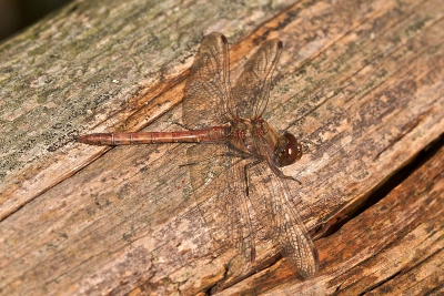 Het blijft bijzonder om zo laat in december nog een heidelibel te kunnen vastleggen.
Het was zonnig weer, 5 graden en uit de wind.
Opname gemaakt vanaf statief met een 100 mm macro.