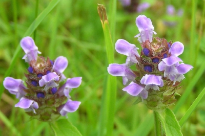 Ik vond wel een mooie bloem!