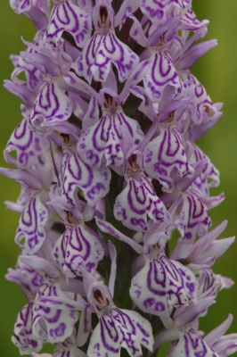 <i class='fa fa-user'></i> fransz | Gevlekte Orchis  <i class='fa fa-eye'> 247</i>   <i class='fa fa-comment-o'> 0</i>