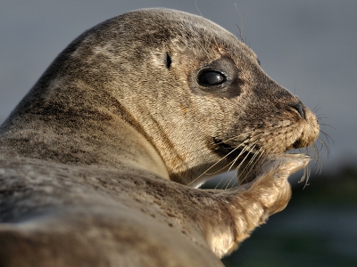 Laatste foto van een zeehond, uit de groep die op de trailerhelling lag. was vermoedelijk een visgraat tussen de tanden aan het weghalen.