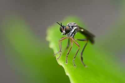 Deze roofvlieg zat lekker te rusten op een blad. Het was mijn eerste poging van de Canon 50mm 1.8 in combinatie met de Raynox DCR250.

http://www.van-beilen.nl