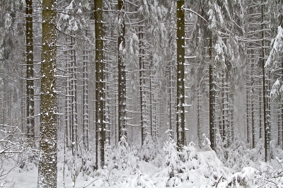 In de hooggelegen Ardennen ligt nu al genoeg sneeuw om te langlaufen, wandelen of mooie plaatjes te schieten.
Opname uit de hand gemaakt.