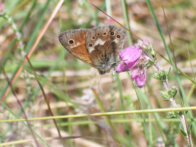 Een succesvolle dag veengebieden afstruinen in Drenthe leverde drie soorten veenvlinders en een hoop ander moois op. Van alle soorten foto's kunnen maken, zowel het Veenbesblauwtje en de Veenbesparelmoervlinder zal ik later laten zien, zie voor deze soorten thans de mooie platen die anderen maakten. Het Veenhooibeestje gaat bij mooi weer maar weinig zitten en is zodoende lastig fotografeerbaar. Dit exemplaar zat gelukkig een paar tellen en ik was in staat eenmaal af te drukken, waarbij dit het resultaat is.