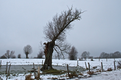 Deze  kale wat aftandse boom in dit besneeuwde landschap had best iets fotogeniek. 
Opname gemaakt uit de hand vanuit de auto.