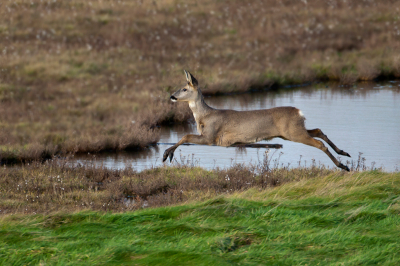 In de bekende polder in Zeeland zag ik een groepje 
Reeen in vollevaart over een slootje springen.
Ik was blij dat ik op een goede positie stond om een mooie foto te maken.
gr Dirk