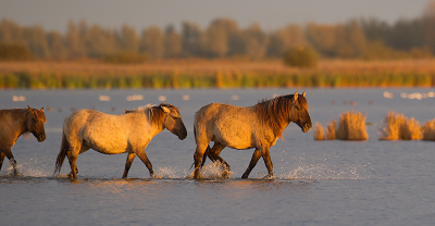 Terwijl ik aan het volgens spotten was, kwamen in het late avondzonnetje deze prachtige paarden langs. Heb daarvan natuurlijk een foto gemaakt.