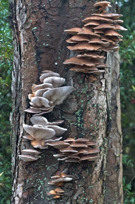 Mooie groepjes oesterzwammen op een kastanjeboom. Dit zal de gezondheid van de boom op de duur behoorlijk aantasten.
Opname uit de hand gemaakt.