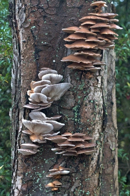 Mooie groepjes oesterzwammen op een kastanjeboom. Dit zal de gezondheid van de boom op de duur behoorlijk aantasten.
Opname uit de hand gemaakt.