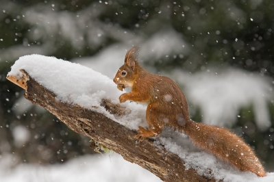 Normaal is het nu de tijd om eekhoorns in de sneeuw te fotograferen. De eekhoorns en ik zijn er klaar voor, maar de sneeuw lijkt nog wel even weg te blijven.
Een foto van in januari dit jaar dan maar; het was behoorlijk koud in het schuiltentje en net toen het terug begon te sneeuwen kwam de eekhoorn te voorschijn.