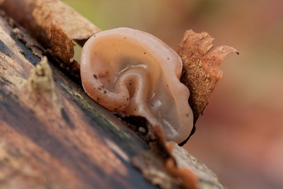 Diep verscholen in het bos, vond ik dit Echt Judasoor. Ik begrijp na het zien van dit zwammetje, hoe ze op de naam zijn gekomen. Vanaf statief met behulp van draadontspanner.