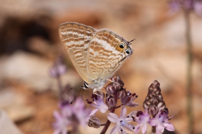 Een paar dagen na een regendag kwamen de eerste 
bloempjes waarop dit tijgerblauwtje nectar kwam drinken