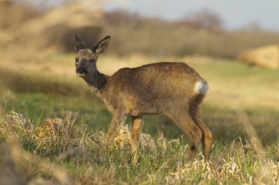 Deze foto is in het voorjaar gemaakt. Ik zat verstopt achter het riet terwijl deze oude rustig aan het grazen was. Ee paar keer werd ik recht aangekeken maar hij ging rustig door met grazen. Een bijzondere ervaring.