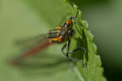 Vanuit de handgenomen in mijn eigen tuin.  De juffer zat op een blad. 

http://www.van-beilen.nl