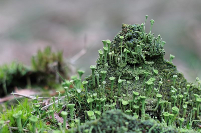 Mijn eerste foto op Nederpix. Ik kan me nauwelijks voorstellen dat deze stand houdt tussen het fotografisch geweld van medegebruikers...

Dit Kopjesbekersmos groeide - samen met andere mossoorten - op een morsdode boom. 

Commentaar/tips zijn welkom!