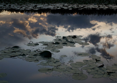 Hier mij 1e foto op NP.
Toen ik in de Zouweboezem liep, zag ik de geweldige lucht. Maar het landschap was er niet echt boeiend bij. Maar in de weerspiegeling van het water, toonde het heel anders en wel boeiend.