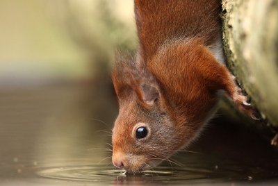 Een eeuwigheid geleden dat ik nog eens iets op nederpix geplaatst heb... Deze Eekhoorn was een leuke 'bijvangst' vanmorgen tijdens de allereerste sessie in de nieuwe boshut.