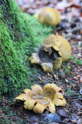 De levenscyclus van een Gele Aardappelbovist: bovenaan een exemplaar dat nog intact is en vervolgens neerwaarts aftakelend tot het onderste exemplaar dat zijn sporen volledig kwijt is.