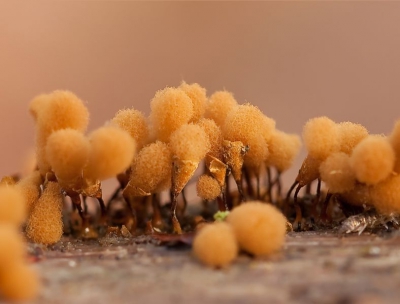 Bij het omrollen van een stuk hout zag ik deze zwammetjes zitten. 2,5mm groot. Dus op mijn knieen en het statief in de laagste stand Geen idee wat het was, maar gelukkig kon Hans van Hooff, slijmzwamkenner, het zwammetje op naam brengen.