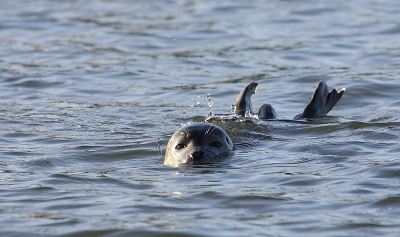 Vorig weekend was ik weer eens in Friesland en terwijl ik bezig was een Zeekoet te fotograferen kwam deze Grijze Zeehond even kijken wat we aan het doen waren. Aangezien hij toch wel redelijk dichtbij was heb ik hem toch maar even op de foto gezet.