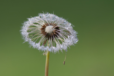 In de vroege ochtend kwam ik deze uitgebloeide paardenbloem tegen met dauwdruppeltjes