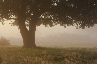 Ongeveer 10 minuten lang, direct na zonsopkomst, kwam er een enorme mist los van de vochtige grond bij het Zwarte Gat bij Linde.