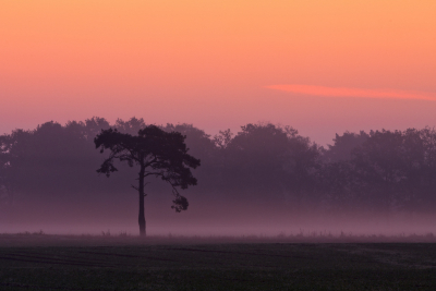 Deze foto is tijdens de vroege ochtend gemaakt, de zon kwam net op en over de grond hangt nog lage mist.