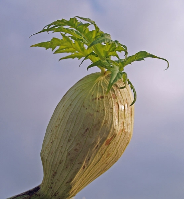 Als ik deze foto terugzie krijg ik het idee dat deze is voortgekomen uit de film 'return of the bodysnatchers". Komt ook wat onaards over deze bloemknop toch?