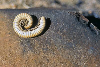 <i class='fa fa-user'></i> Wim Remmelzwaal | Miljoenpoot sp.  <i class='fa fa-eye'> 157</i>   <i class='fa fa-comment-o'> 2</i>
