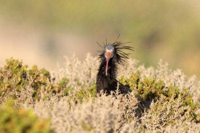 Bald Ibis Bald Ibis Bald Ibis Bald Ibis Bald Ibis Bald Ibis Bald Ibis Bald Ibis Bald Ibis Bald Ibis Bald Ibis