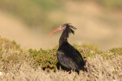 Bald Ibis Bald Ibis Bald Ibis Bald Ibis Bald Ibis Bald Ibis Bald Ibis Bald Ibis Bald Ibis Bald Ibis Bald Ibis