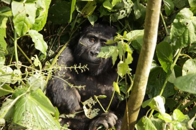 Bwindi national parc zonnig echter in jungle weinig zonlicht
Op de vulkaanwand gemaakt tijdens tracking tocht